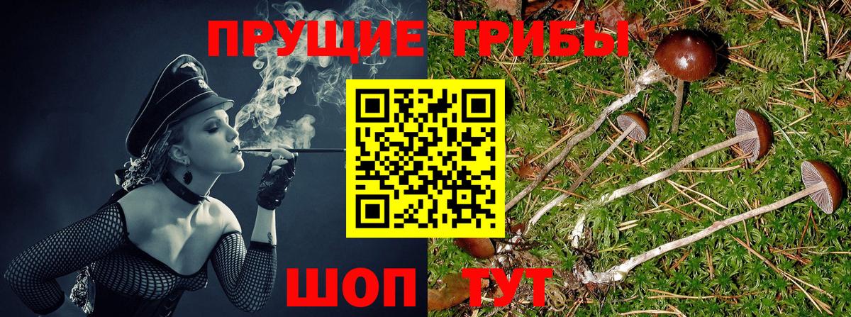 Галлюциногенные грибы GOLDEN TEACHER Псков